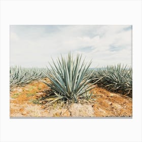 Mexican Agave Farm Canvas Print