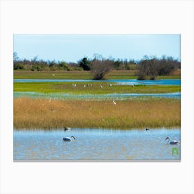 Aiguamolls de l'Empordà 20200301 27ppub Canvas Print