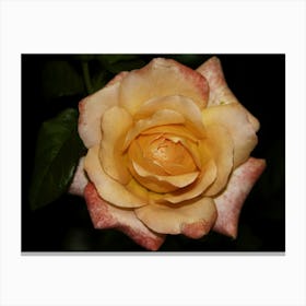 Yellow Rose Canvas Print