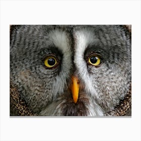 Grey Owl Canvas Print