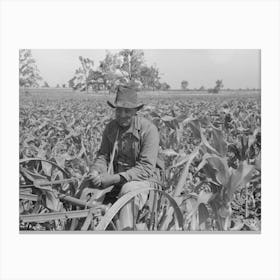 Southeast Missouri Farms, Fsa (Farm Security Administration) Client Cultivating In Field Of Corn By Russell Lee Canvas Print