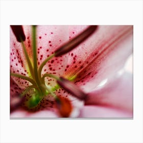 Pink Stamen Lily (2008) Canvas Print