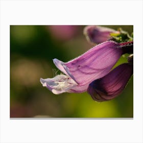 Close Up Of A Purple Flower Canvas Print