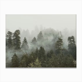 Redwood National Park Adventure Canvas Print