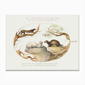 Polecat, Mink, And Ermine (1575–1580), Joris Hoefnagel Canvas Print