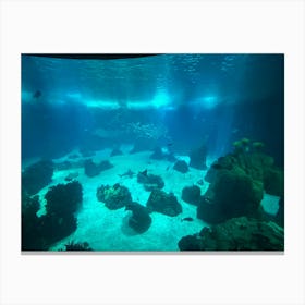 Underwater View Of An Aquarium Canvas Print