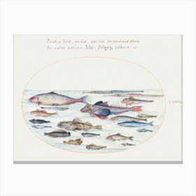 Blennies, Scorpion Fish, And Other Fish (1575–1580), Joris Hoefnagel Canvas Print