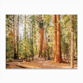 Warm Sunny Redwood Trees Canvas Print