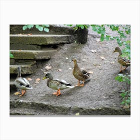 Ducks In The Park Canvas Print