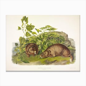 Lewis' Marmot,  John James Audubon Canvas Print