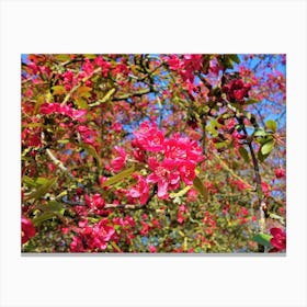 Blossoming Cherry Tree Canvas Print