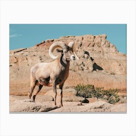New Mexico Bighorn Sheep Canvas Print
