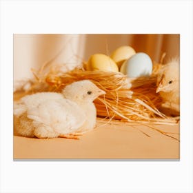 Easter Chicks 5 Canvas Print