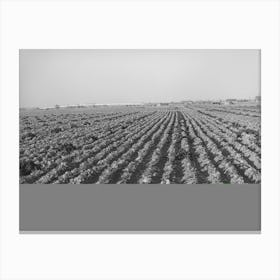 Cabbage Field In The Winter,Bexar County, Texas By Russell Lee Canvas Print