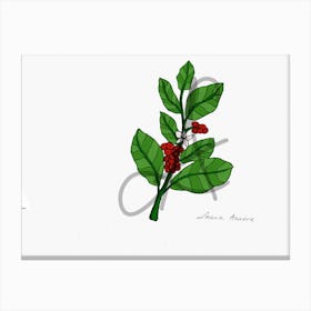 coffee plant drawing Canvas Print