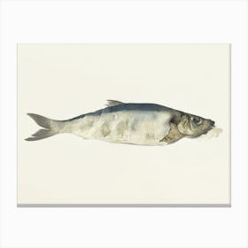 Fish, Partly Perished, Jean Bernard Canvas Print
