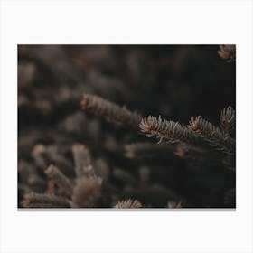 Pine Needle Branch Canvas Print