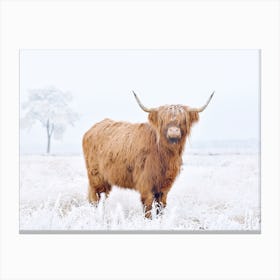 Highland Cow In Winter Canvas Print