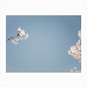Blossom and blue sky | Spring time | The Netherlands Canvas Print