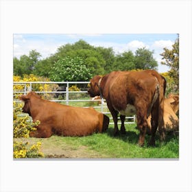 Three Cows In A Field  Scotland Gate Yellow Flowers Canvas Print