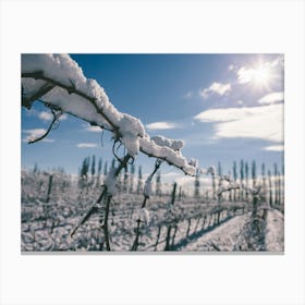 Unitltled 07 - Snow in the Vineyard Series Canvas Print