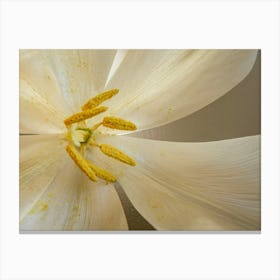 White Tulip Canvas Print