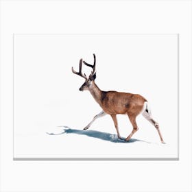 Winter Buck Deer Canvas Print