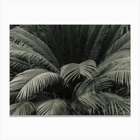 Moody Jungle Palm Canvas Print
