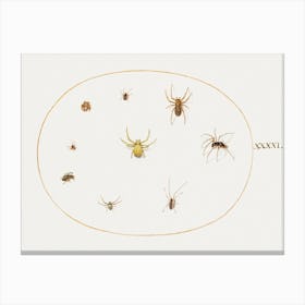 Yellow Spider Surrounded By Eight Spiders, Joris Hoefnagel Canvas Print