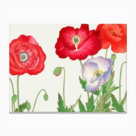 Poppies 11 Canvas Print