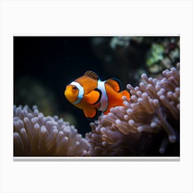 Clownfish In Anemone 2 Canvas Print