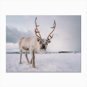 Snowy Winter Reindeer Canvas Print