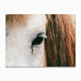 Horse head Canvas Print