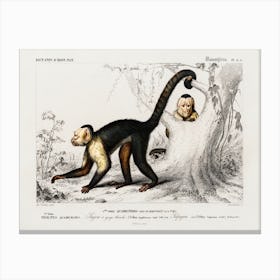 White Headed Capuchin (Cebus Hypoleucus), Charles Dessalines D'Orbigny Canvas Print