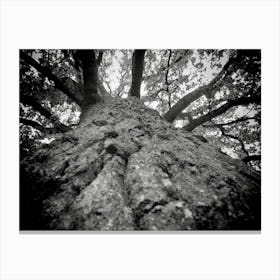 Black and White Tree Branches Looking Up To Sky Canvas Print