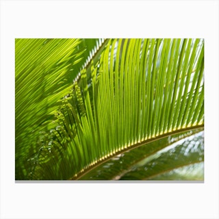 Green leaves of palm fern and sunlight Canvas Print