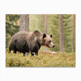 Brown Bear In Forest Canvas Print