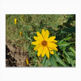 Yellow Sunflower Canvas Print