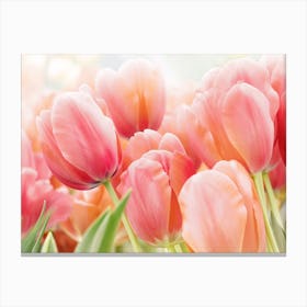 Pink Tulips In Sunshine Canvas Print