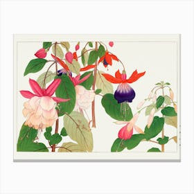 Fuchsia 1 Canvas Print