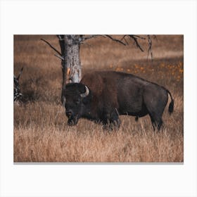 Bison In Forest Canvas Print