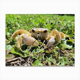 Crab In The Grass Canvas Print