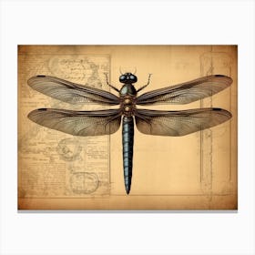 Dragonfly Anatomy 2 Canvas Print