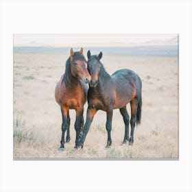 Two Wild Horses Canvas Print