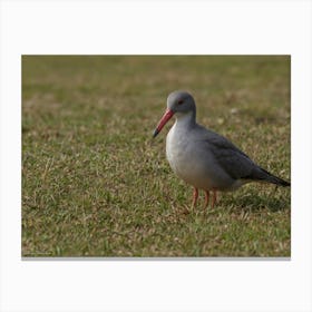 Sandpiper 1 Canvas Print