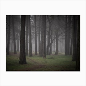 Foggy Forest 2 Canvas Print