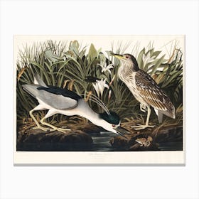 Night Heron   Birds Of America, John James Audubon Canvas Print