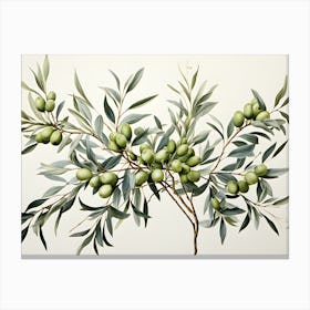 Olive Branch Canvas Print