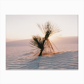 Yucca Plant Sunset Canvas Print