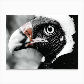 Black White Color Wildlife Vulture Canvas Print